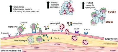 Frontiers | Endothelial Cell Dysfunction: Implications For The ...